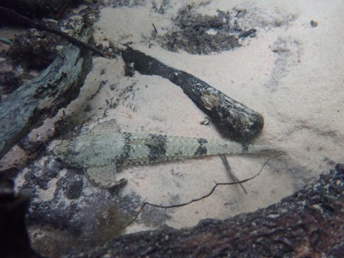 Loricaria luciae - Underwater shot: size 29cm. Rio da Prata