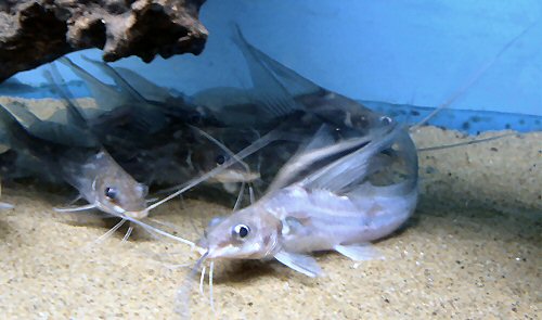 Mystus bocourti in the aquarium