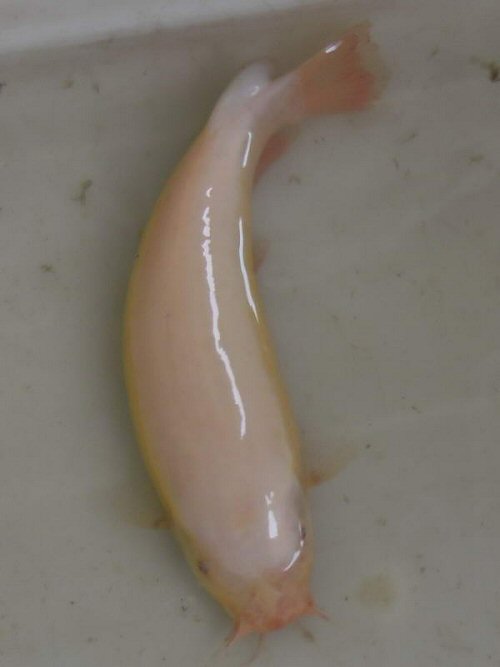Malapterurus microstoma = albino