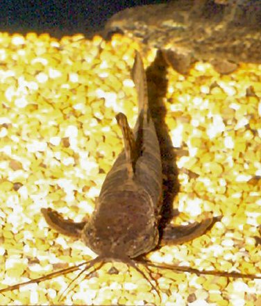 Megalechis picta  = male