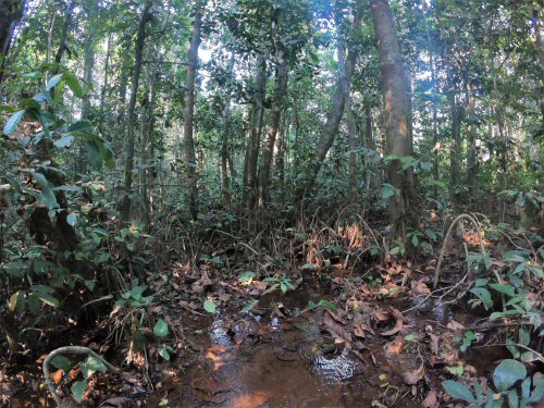 Malapterurus beninensis - habitat  - swamp forest in western Cameroon