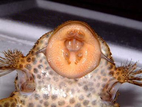 Megalancistrus parananus = showing mouth structure