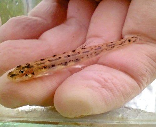 Microcambeva caissara = Live Specimen-Guaraque&ccedil;aba River basin, Paran&aacute; State, southern Brazil