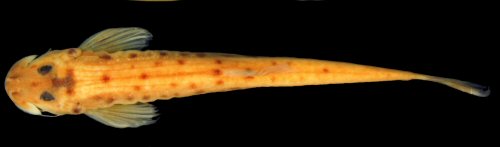 Microcambeva caissara = Dorsal view-holotype-affluent of Guaraque&ccedil;aba River at road PR-405, Guaraque&ccedil;aba River basin, Guaraque&ccedil;aba, Paran&aacute;, Brazil