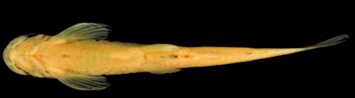 Microcambeva caissara = Ventral view-holotype-affluent of Guaraque&ccedil;aba River at road PR-405, Guaraque&ccedil;aba River basin, Guaraque&ccedil;aba, Paran&aacute;, Brazil