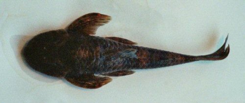 Neoplecostomus microps = dorsal view