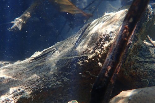 Otocinclus bororo - Underwater shot: Mato Grosso Do Sul