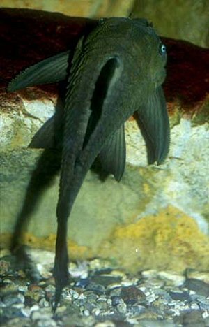 Panaque cochliodon