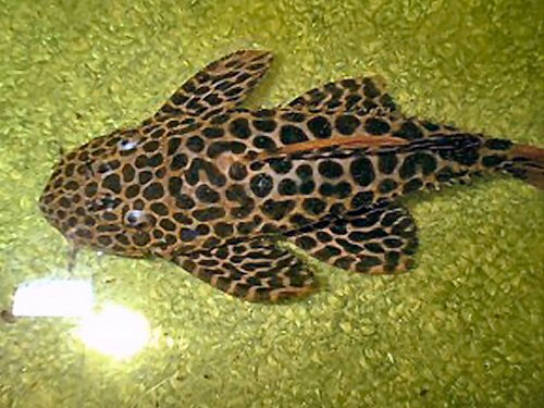 Pseudacanthicus leopardus = Showing Dorsum view