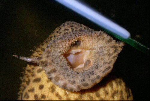 Pseudacanthicus spinosus = Showing mouth structure