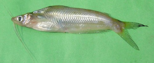 Pachypterus atherinoides = Susong Durgapur, Netrokona, Mymensingh, Bangladesh