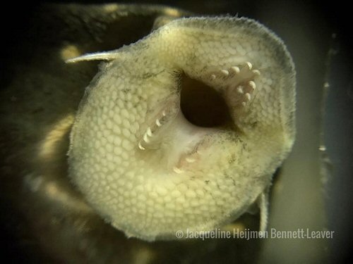 Panaqolus albivermis = mouth view