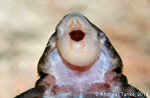 Panaqolus sp. (L460) = mouth view