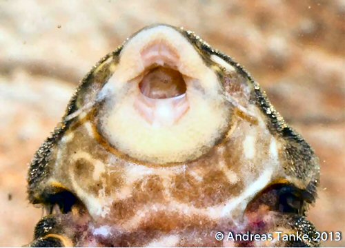 Panaqolus sp. (L465) = mouth view