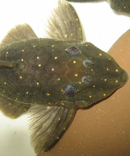 Panaqolus albomaculatus = Showing head from above 