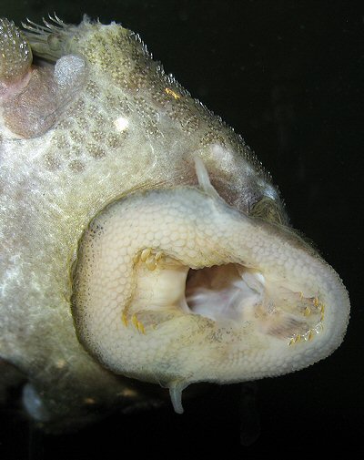 Panaqolus albomaculatus = Showing the spoon shaped teeth of this genus