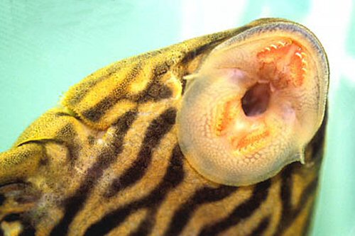 Panaque armbrusteri  = View of mouth