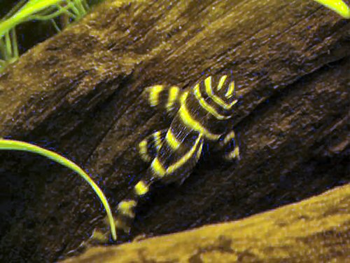 Panaqolus albivermis = juvenile