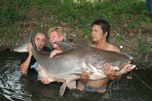 Pangasianodon gigas = Caught Nov., 2005, 75kg 