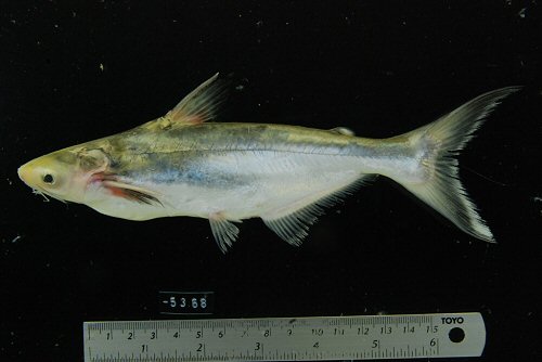 Pangasius bocourti = (location uncertain) From Prey Veng, Prey Veng, Fish market, below the Mekong River, Cambodia- sub adult 