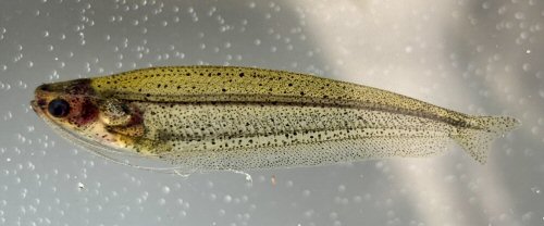 Parailia congica