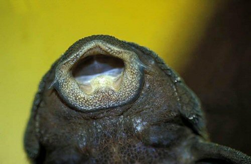 Parancistrus aurantiacus = Normal aquarium colouration showing mouth