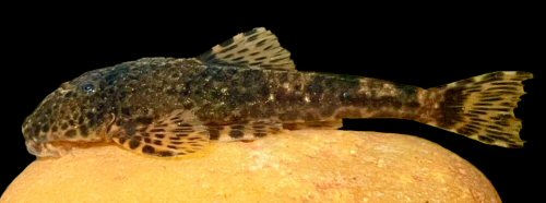 Pareiorhina aiuruoca = Live colouration