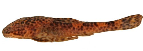 Pareiorhina aiuruoca = Lateral view-Minas Gerais, Alagoa, C&oacute;rrego do Quilombo, affluent to Aiuruoca River, Brazil