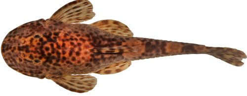 Pareiorhina aiuruoca = Dorsal view-Minas Gerais, Alagoa, C&oacute;rrego do Quilombo, affluent to Aiuruoca River, Brazil 