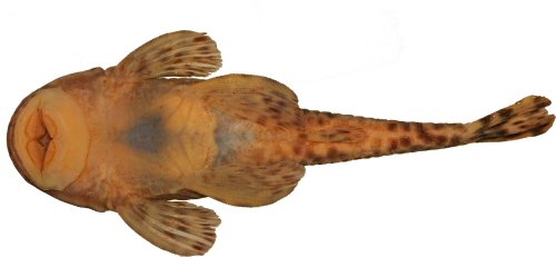 Pareiorhina aiuruoca = Ventral view-Minas Gerais, Alagoa, C&oacute;rrego do Quilombo, affluent to Aiuruoca River, Brazil 