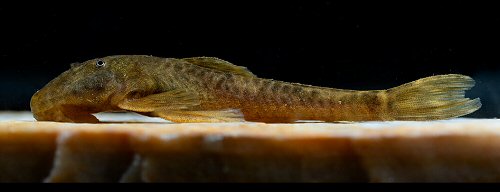 Pareiorhina isabelae = Paratype-Live colouration