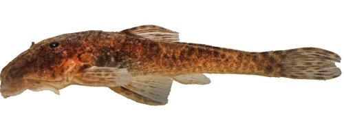 Pareiorhina isabelae = Holotype-Lateral view-Minas Gerais, Carmo do Rio Claro, unnamed stream affluent to Ribeir&atilde;o Itaci, Brazil 