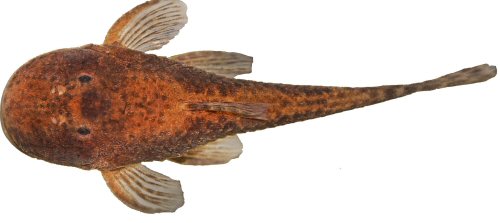 Pareiorhina isabelae = Holotype-Dorsal view-Minas Gerais, Carmo do Rio Claro, unnamed stream affluent to Ribeir&atilde;o Itaci, Brazil