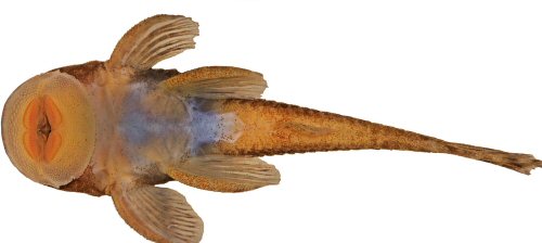 Pareiorhina isabelae = Holotype-Ventral view-Minas Gerais, Carmo do Rio Claro, unnamed stream affluent to Ribeir&atilde;o Itaci, Brazil