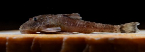 Pareiorhina mystica = Paratype-Live colouration