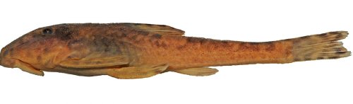 Pareiorhina mystica = Holotype-Lateral view-Minas Gerais, S&atilde;o Thom&eacute; das Letras, Ribeir&atilde;o do Lavarejo, Brazil