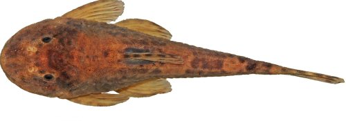 Pareiorhina mystica = Holotype-Dorsal view-Minas Gerais, S&atilde;o Thom&eacute; das Letras, Ribeir&atilde;o do Lavarejo, Brazil