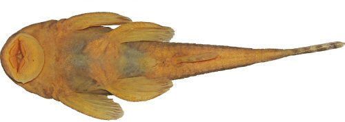 Pareiorhina mystica = Holotype-Ventral view-Minas Gerais, S&atilde;o Thom&eacute; das Letras, Ribeir&atilde;o do Lavarejo, Brazil