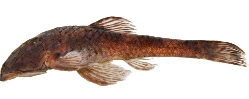 Pareiorhina sofiae = Holotype-Lateral view-Minas Gerais, Capit&oacute;lio, unnamed stream affluent to Ribeir&atilde;o do Turvo, Brazil