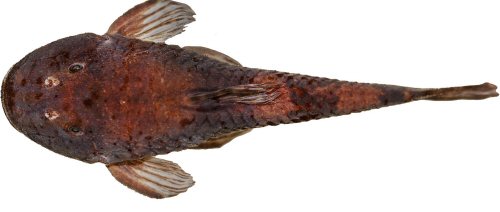 Pareiorhina sofiae = Holotype-Dorsal view-Minas Gerais, Capit&oacute;lio, unnamed stream affluent to Ribeir&atilde;o do Turvo, Brazil