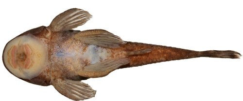 Pareiorhina sofiae = Holotype-Ventral view-Minas Gerais, Capit&oacute;lio, unnamed stream affluent to Ribeir&atilde;o do Turvo, Brazil