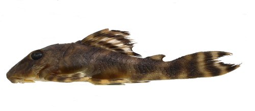 Peckoltia kahxi = Holotype-Brazil, Par&aacute; State, municipality of Oriximin&aacute;, Cachoeira Porteira, Rio Trombetas basin