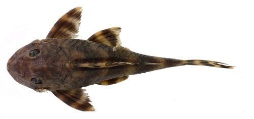 Peckoltia kahxi = Holotype-Brazil, Par&aacute; State, municipality of Oriximin&aacute;, Cachoeira Porteira, Rio Trombetas basin