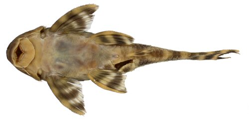 Peckoltia kahxi = Ventral view-holotype-Brazil, Par&aacute; State, municipality of Oriximin&aacute;, Cachoeira Porteira, Rio Trombetas basin