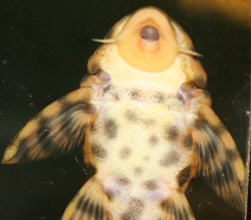 Peckoltia vittata = showing mouth structure
