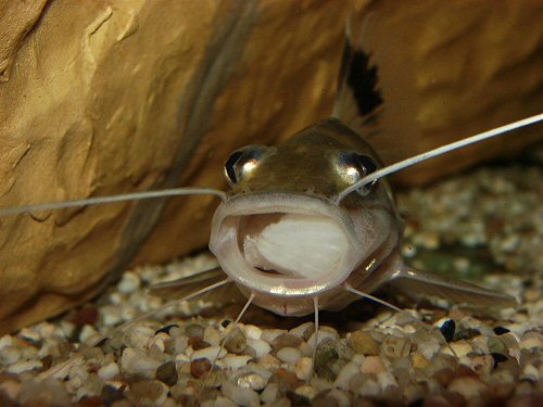 Pimelodus ornatus = Fish fillet in mouth