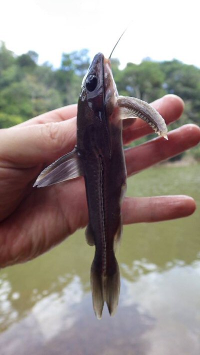 Platydoras costatus = From the Marowijne River bordering Suriname and French Guiana