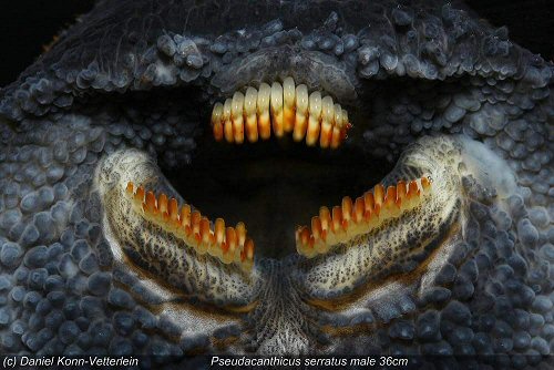 Pseudacanthicus serratus = showing teeth structure