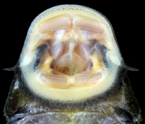Pseudancistrus pectegenitor = mouth view