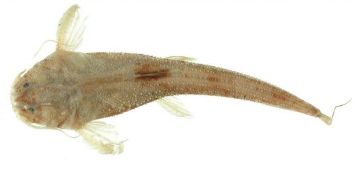 Pseudobunocephalus bifidus = dorsal view - holotype